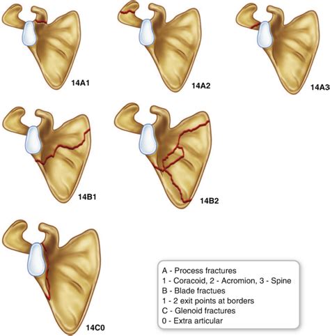 what type of bone classification is the scapula