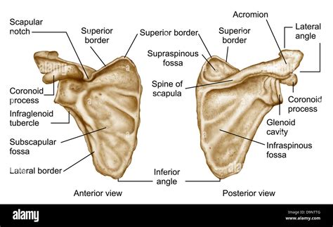 what type of bone is the scapula