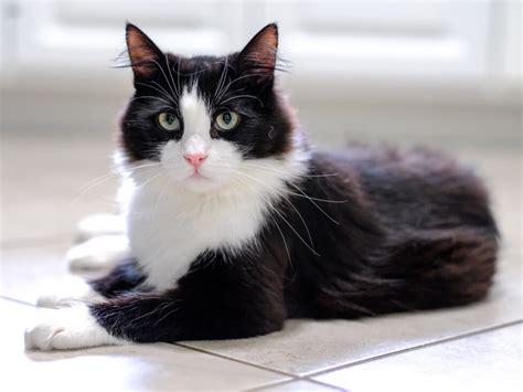 what type of cats are tuxedo cats