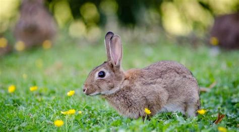 What Type Of Climate Does A Rabbit Need To Survive