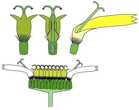 What Type Of Flower Has A Capitulum Structure