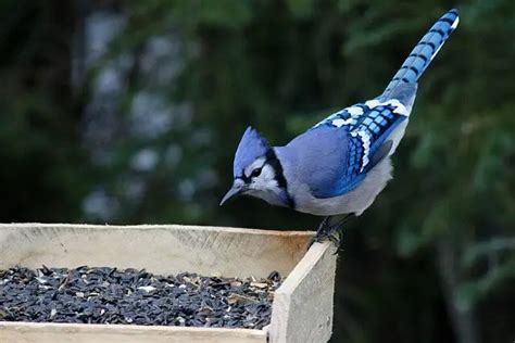 what type of food do blue jays eat