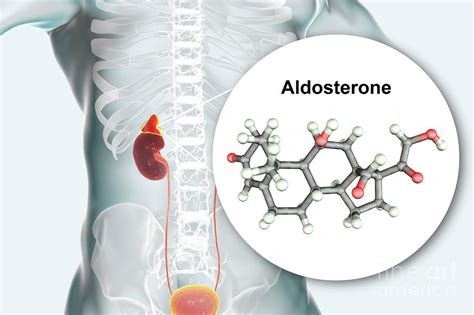 what type of hormone is aldosterone