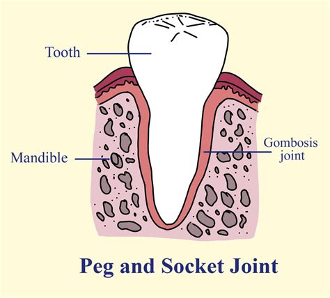 What Type Of Joint Is A Tooth Socket