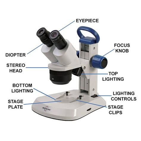 What Type Of Microscope Is A Dissecting Microscope