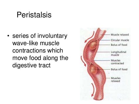 what type of muscle tissue causes peristalsis