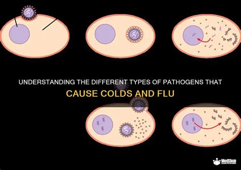 what type of pathogen causes type a influenza