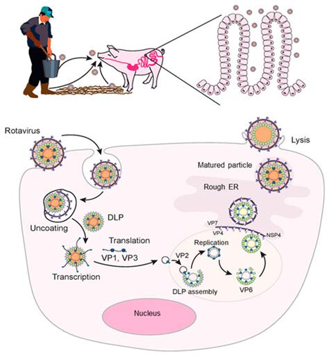 what type of pathogen is rotavirus
