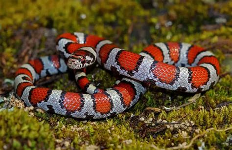 what type of snake is red and white
