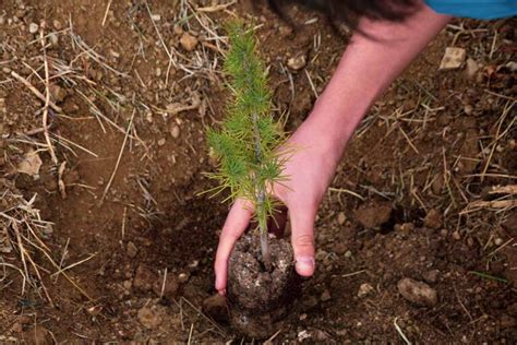 What Type Of Soil Do Pine Trees Need