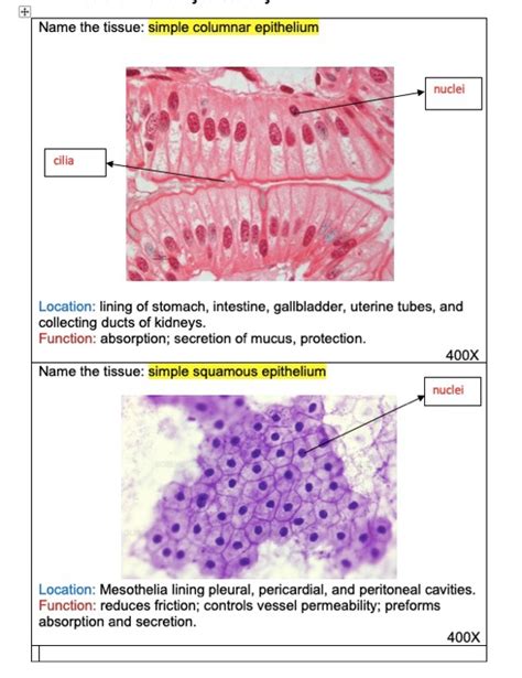 What Type Of Tissue Is Simple Columnar