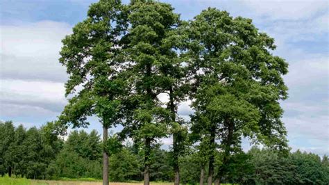 What Type Of Tree Is Alder