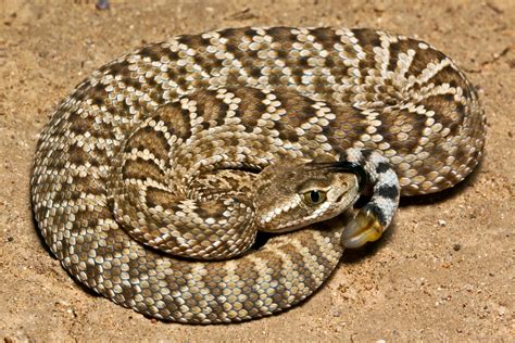 what type of venom do rattlesnakes have