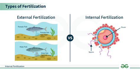 What Types Of Animals Use Internal Fertilisation
