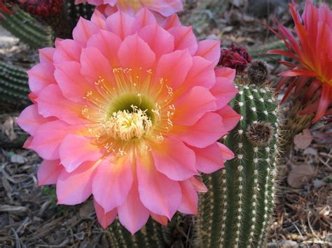What Types Of Cactus Bloom