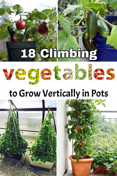 What Vegetables Grow Best Vertically