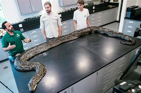 what was the biggest python ever found
