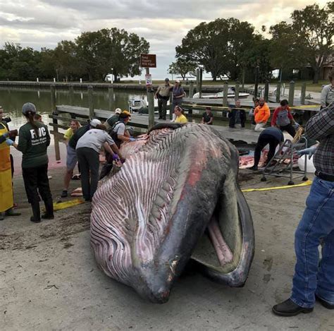 what was the whale found in 2019