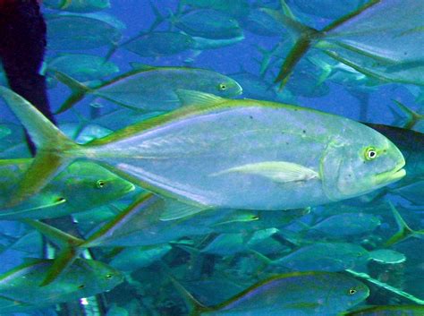 What Was Yellow Jack