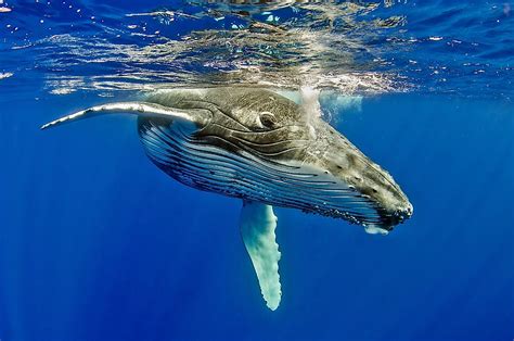 what whales live in the pacific ocean