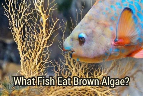 What Will Eat Brown Algae