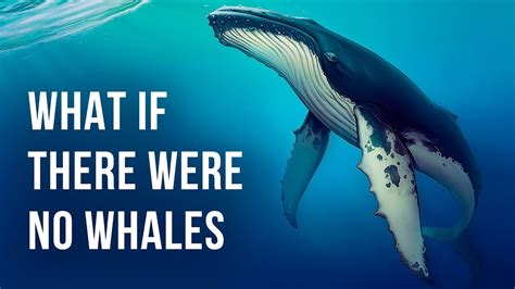 what will happen if whales go extinct