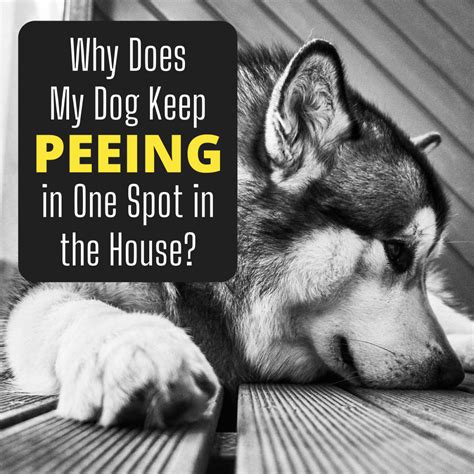 What Will Make A Dog Stop Peeing In The Same Spot