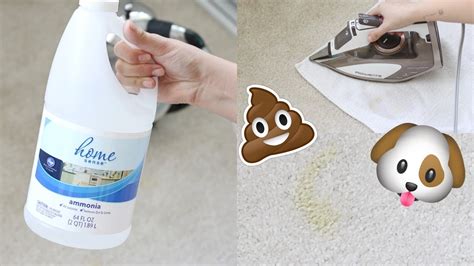 what will remove pet urine stains from carpet