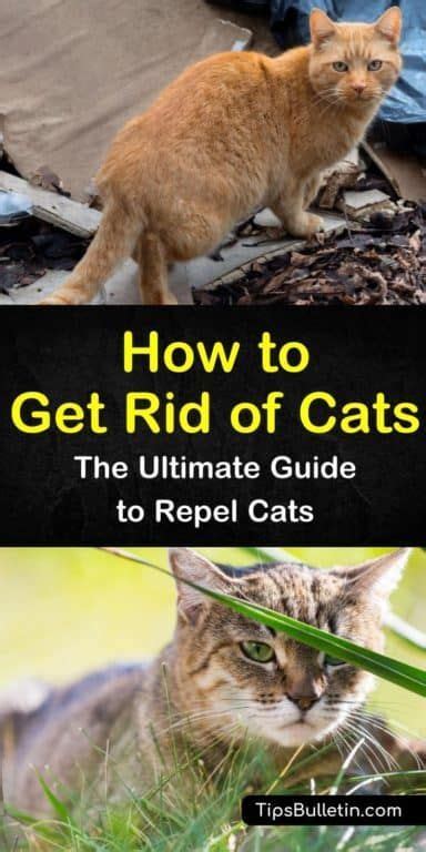 what will repel feral cats