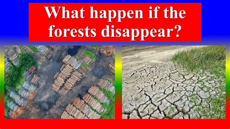 what would happen if forests disappear