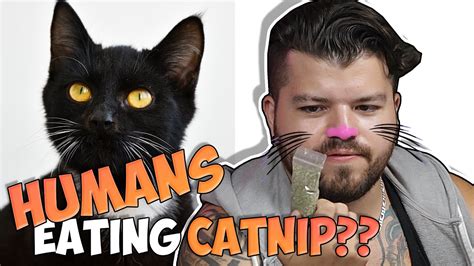 what would happen if humans ate catnip
