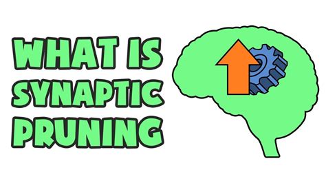 What causes synaptic pruning?
