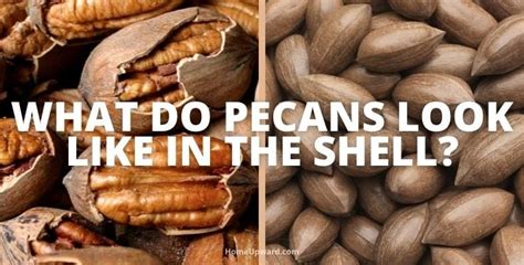 What to Do With Pecan Shells