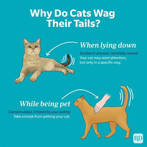 Why Do Cats Wag Their Tails When Lying Down? Cat
