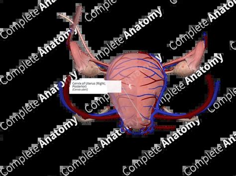 What does anatomically mean?