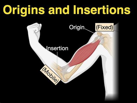 What does insertion mean?