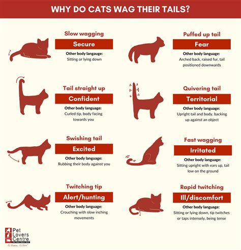 Cat Body Language Chart and Pictures PetHelpful