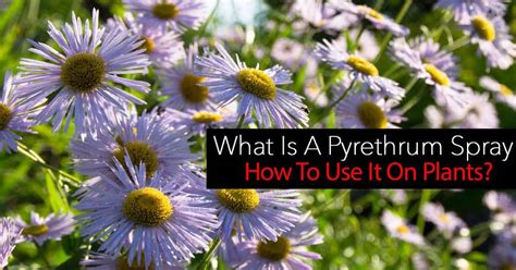 What does pyrethrum spray kill?