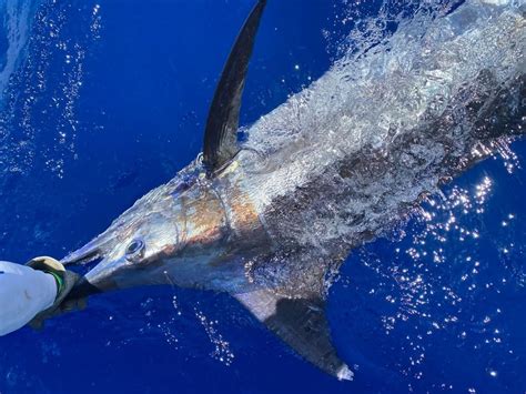 What eats a billfish?