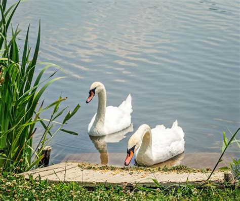 Beautiful Swan Eating Bread Stock Photo 3040738 Shutterstock