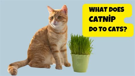 can catnip work on dogs Karine Darling