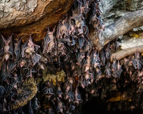 20 Of The Strangest Names For Animal Groupings
