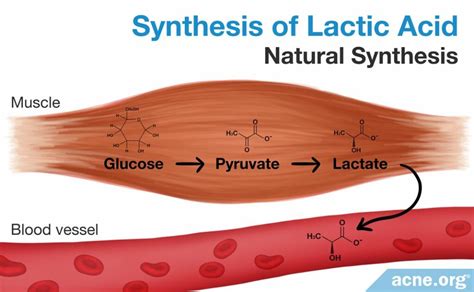 Uncovering the Truth: What's Lactic Acid and How Does it Impact Your Body?