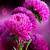 whatsapp dp beautiful flowers images hd