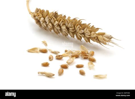 Sifting Wheat: Discovering the Best from the Chaff