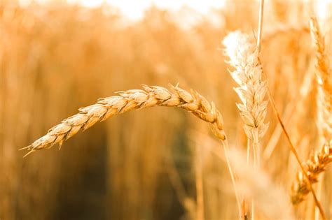 Wheat Berries Calgary