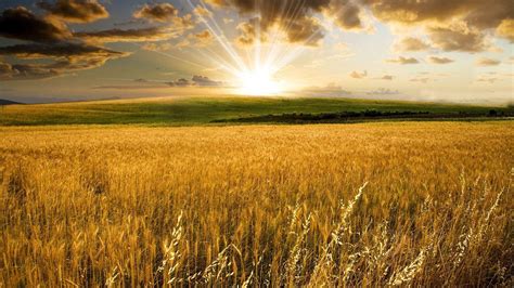 Wheat Field Video Background