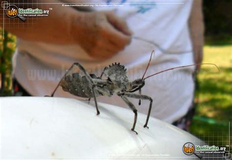 Wheel Bug Size