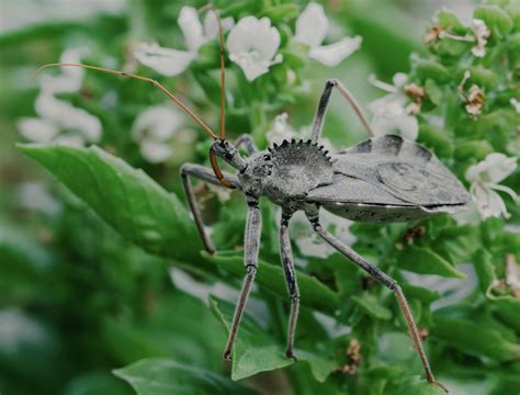 Wheel Bug Texas