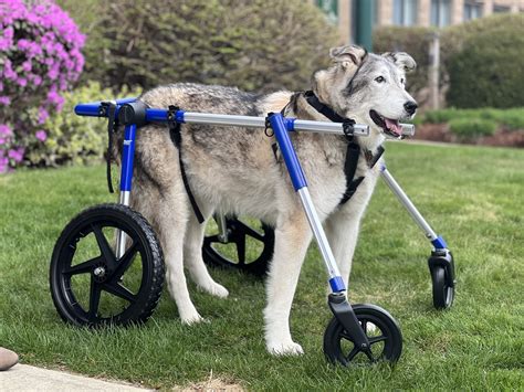 Wheels For Disabled Dogs